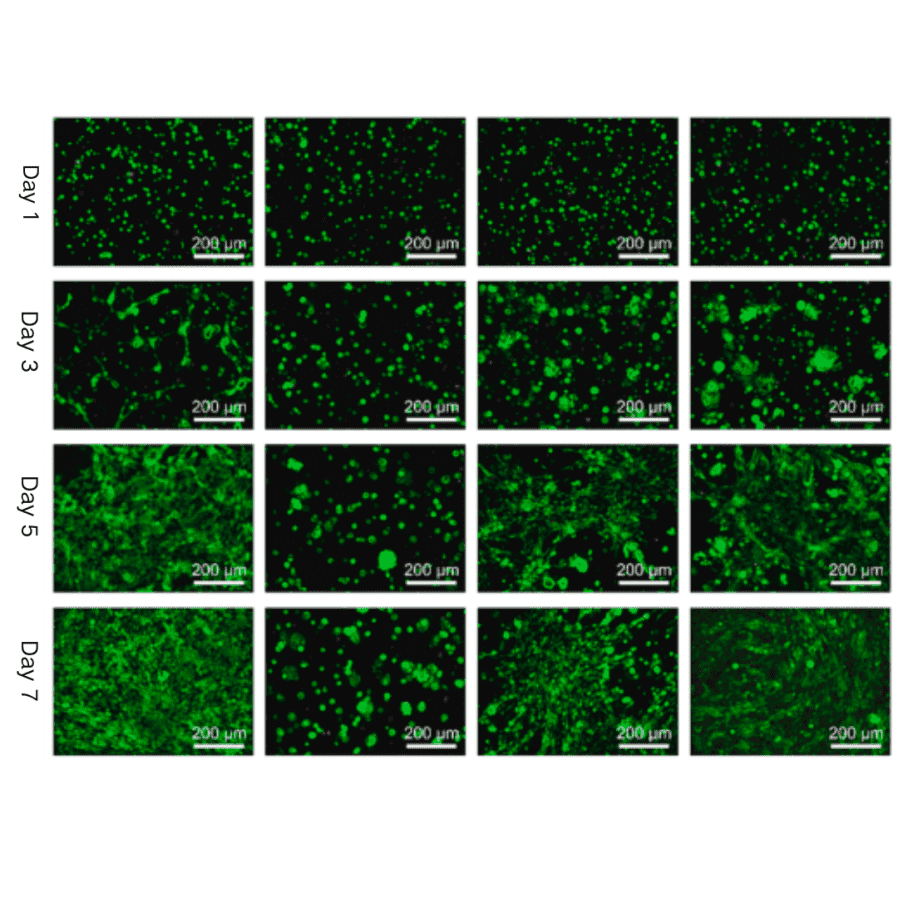 GelMA biocompatibility assay