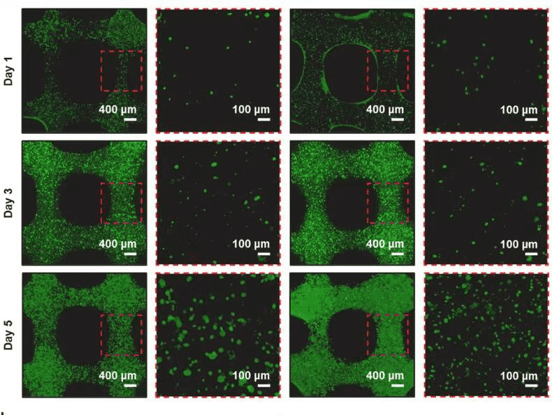 HAMA biocompatibility assay